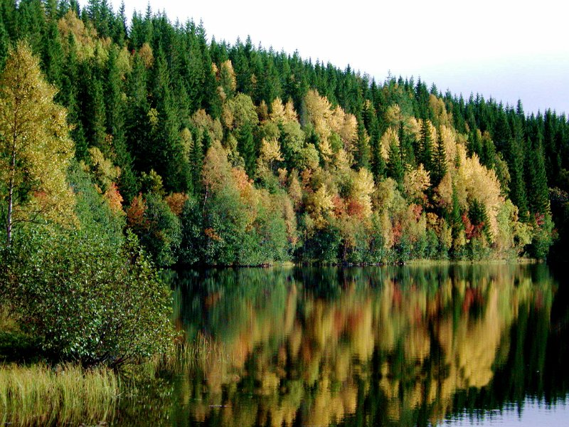 2003 Ytre Damtjonn_4.jpg - Høstfarger ved Ytre Damtjønna